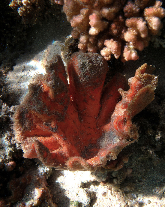  Stylissa carteri (Elephant Ear Sponge)